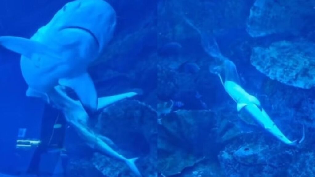 Rare Event: Shark Gives Birth to Baby at Dubai Aquarium