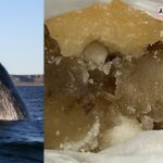 Goa Police Seize 5.75 kg of ‘Whale Vomit’ (Ambergris), Valued at ₹10 Crore