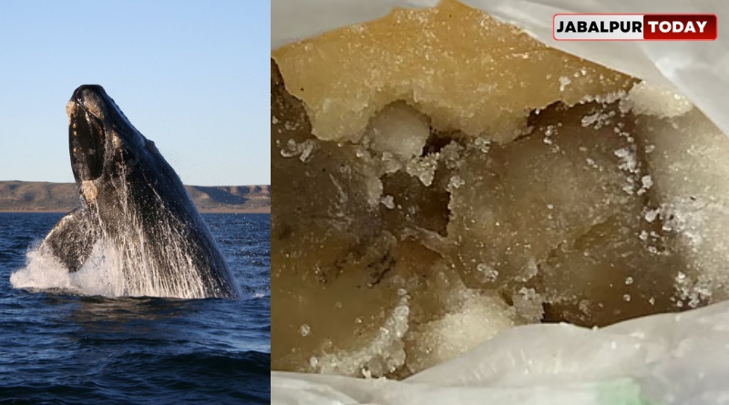 Goa Police Seize 5.75 kg of ‘Whale Vomit’ (Ambergris), Valued at ₹10 Crore