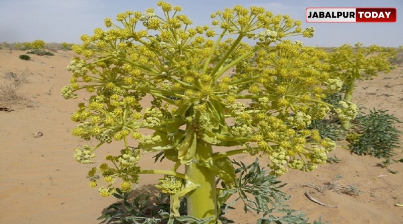 India Grows Heeng For First Time And Ceases Reliance on Imports